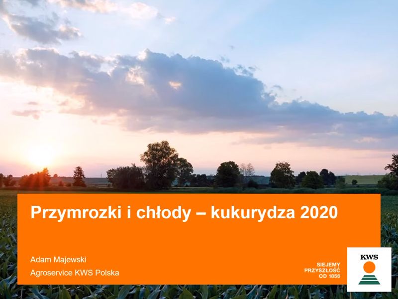 Przymrozki i chłody - Kukurydza 2020