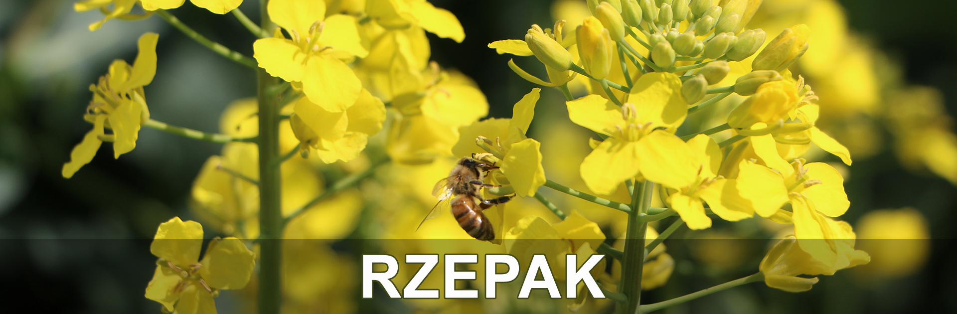 Rzepak