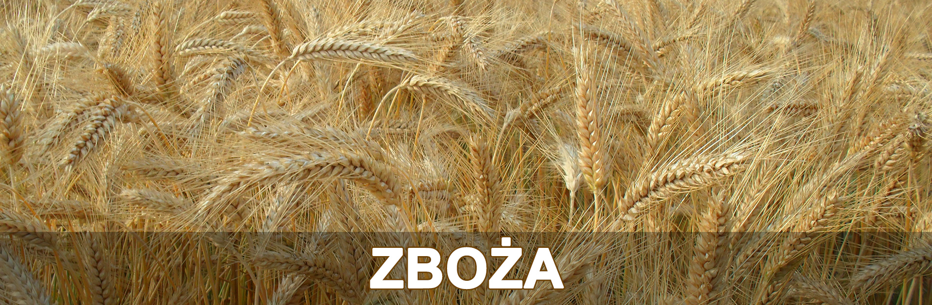 Zboże